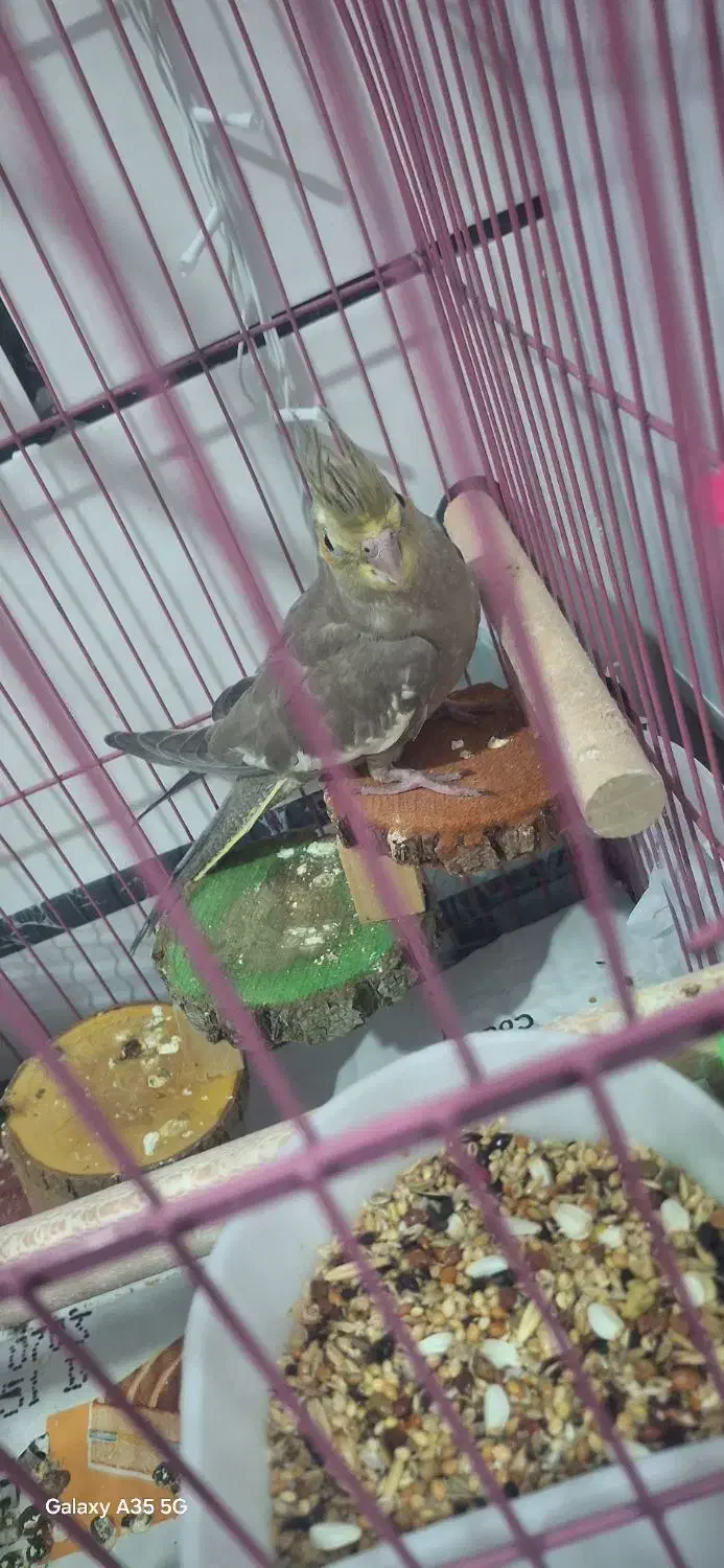 عروس هلندی|پرنده|قشم, |دیوار