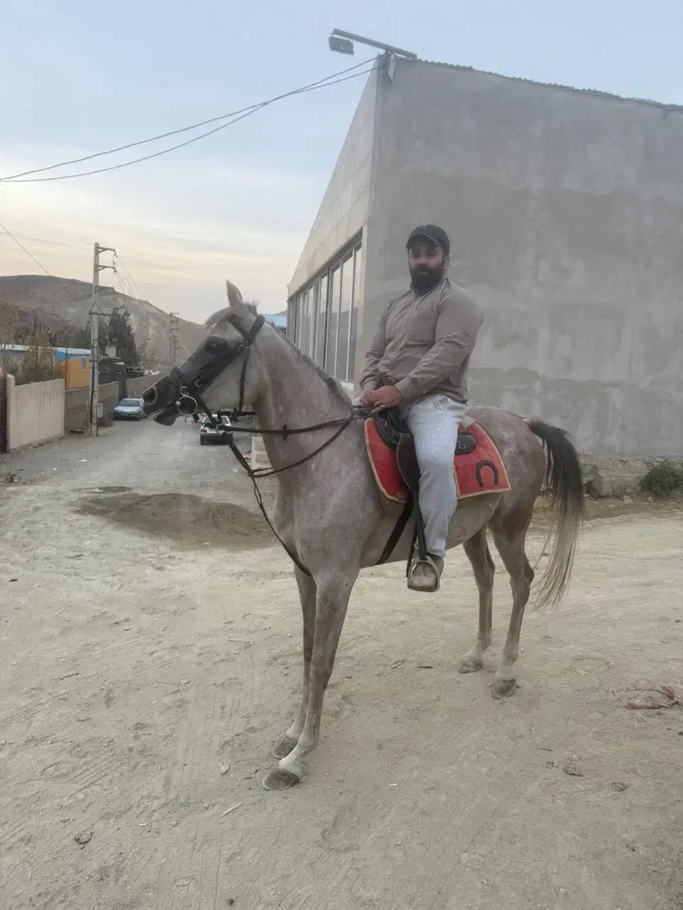 اسب مادیان عرب مصری|اسب و تجهیزات اسب‌سواری|تهران, بوستان جنگلی لویزان|دیوار