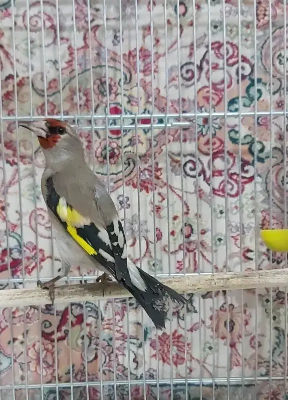 سهره دورگ،آکواریوم|پرنده|تهران, خاوران|دیوار