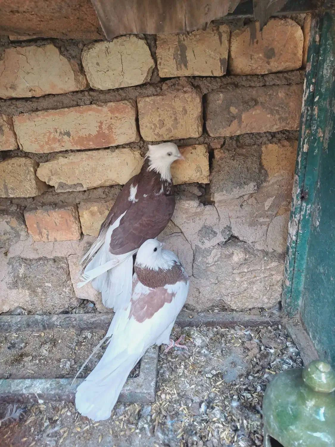 کبوتر شازده و ابلغ|پرنده|مبارکه, |دیوار