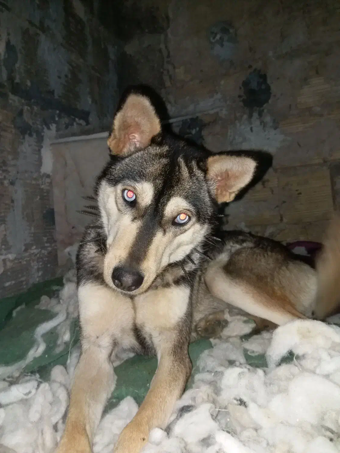 سگ هاسگی|سگ|مشهد, توس (بلوار توس)|دیوار