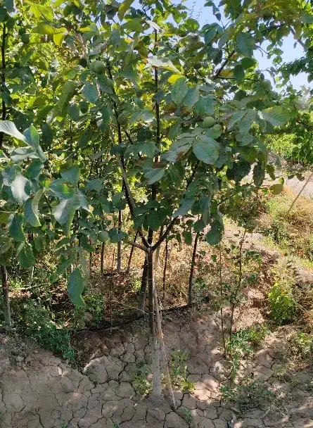 انواع نهال های مثمر و قیر مثمر|خدمات باغبانی و درختکاری|دشتابی, |دیوار