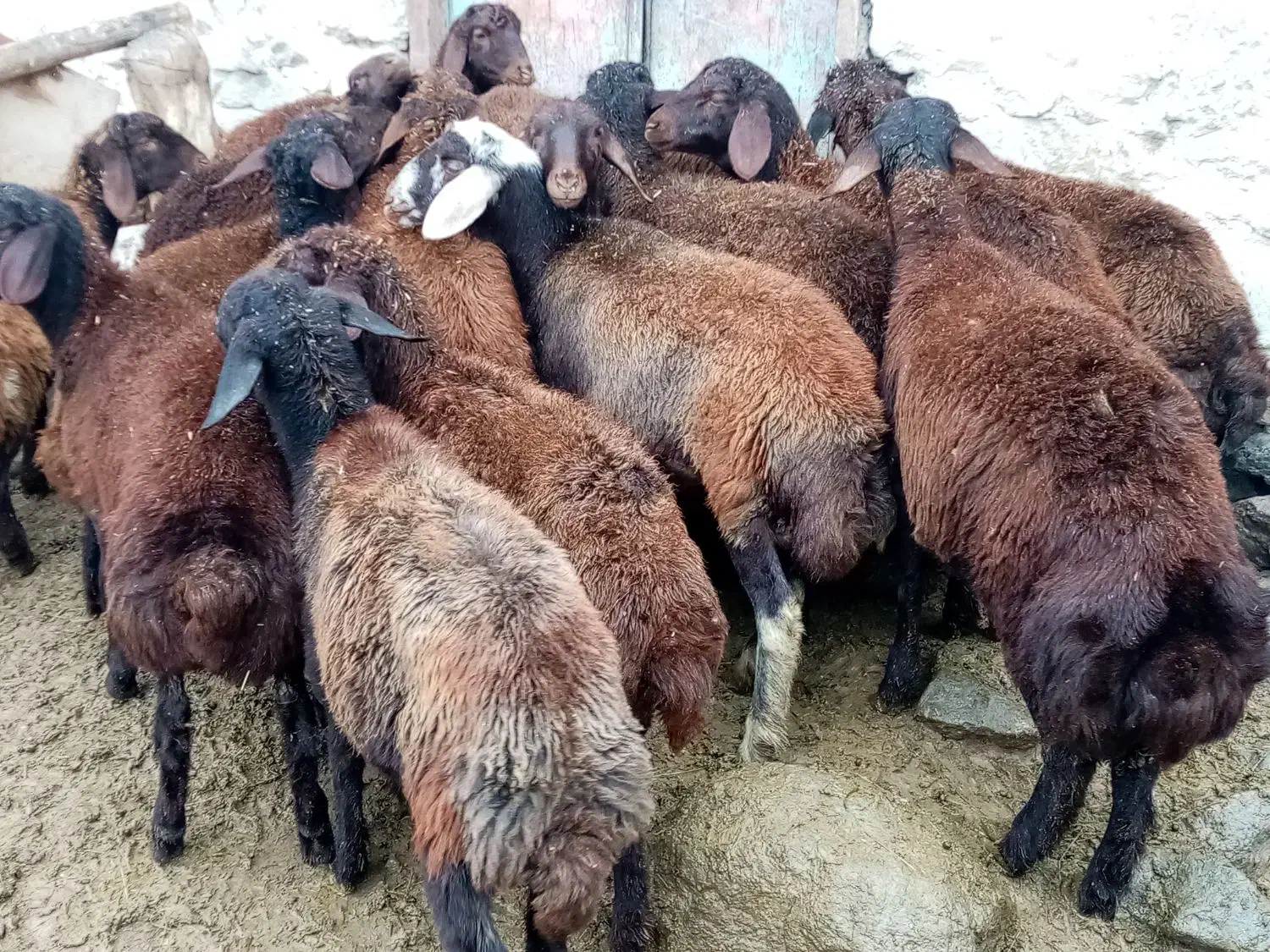 20 راس بره ماده درجه یک|حیوانات مزرعه|صومای برادوست, |دیوار