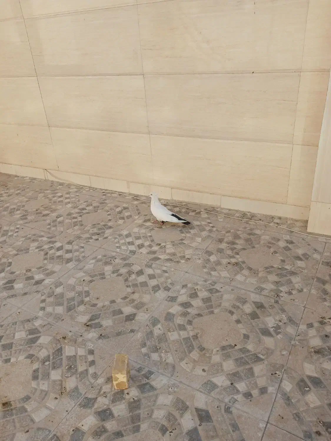 ماده دمب سیاه عروسک|پرنده|آبادان, |دیوار