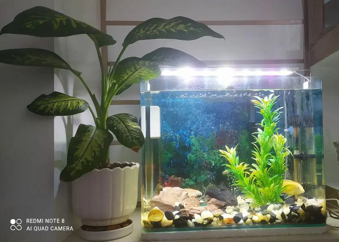 آکواریوم شیشه خم شرکتی|ماهی|قم, گلزار|دیوار