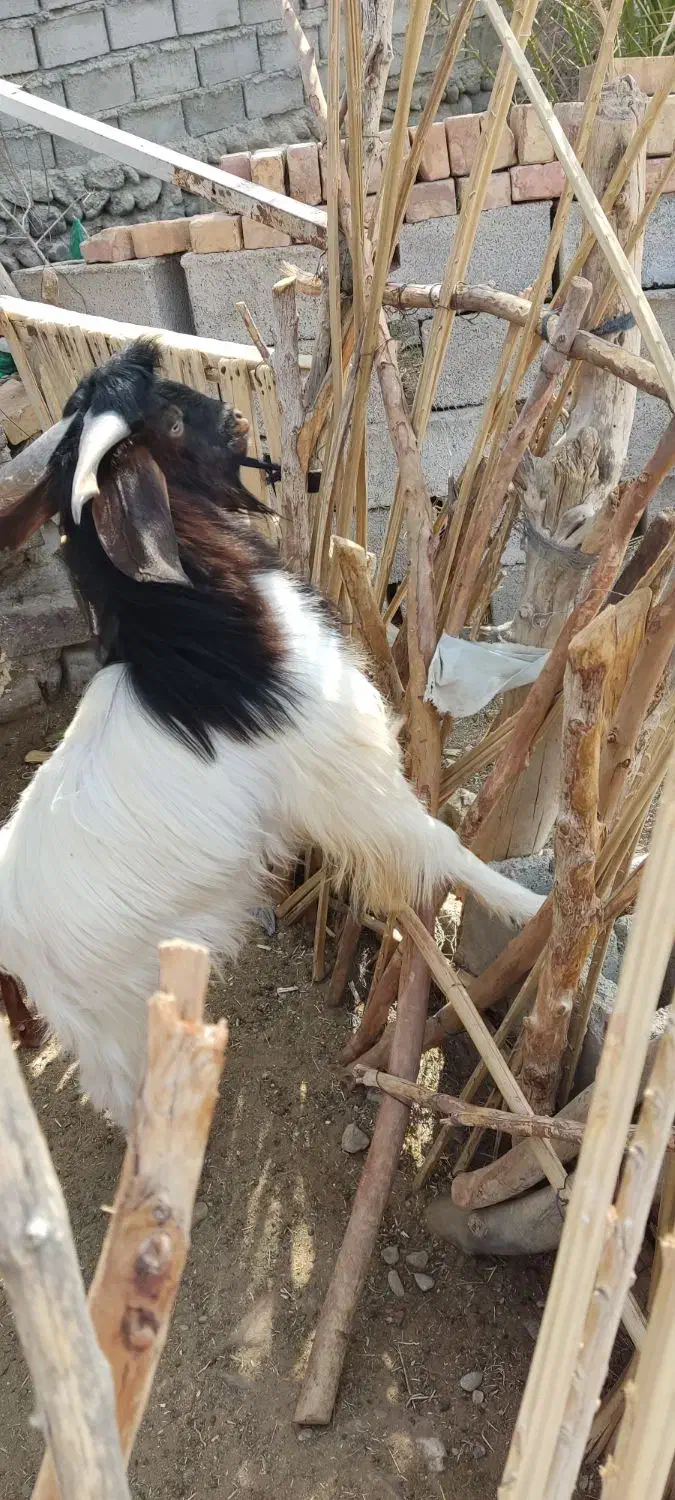 فروشی|حیوانات مزرعه|دامن, |دیوار