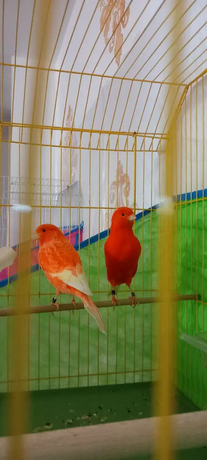 قناری|پرنده|بندر ماهشهر, |دیوار