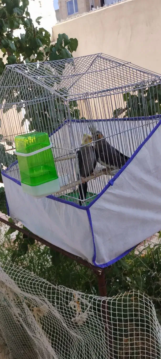 یک جفت عروس هلندی جفت خورده مولد|پرنده|قروه, |دیوار