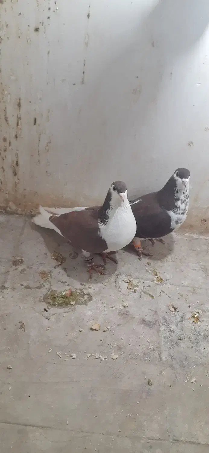 راست و ساده افشون پرشی و جوجه|پرنده|شیروان (خراسان), |دیوار