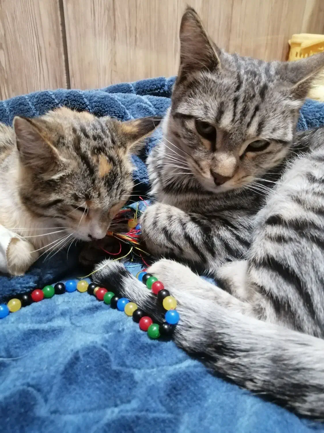 واگذاری گربه نر وماده|گربه|تبریز, |دیوار