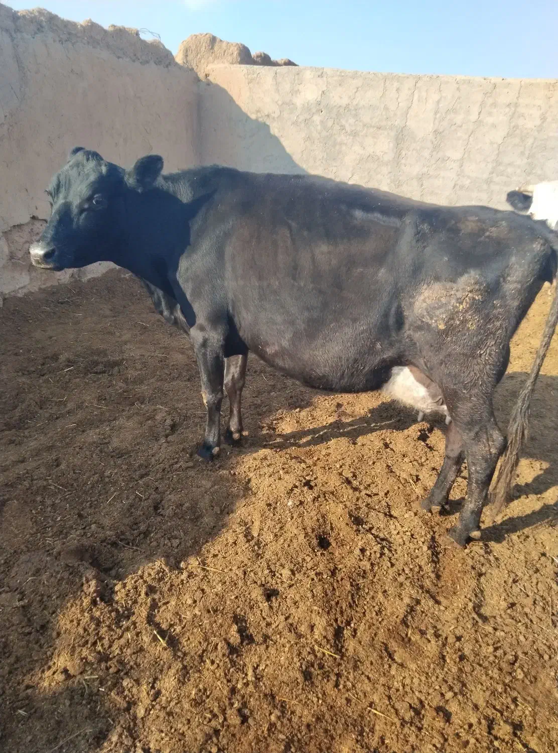 دوراس تلیسه|حیوانات مزرعه|ششطراز, |دیوار