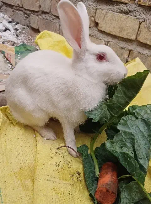 خرگوش چشم شرابی|موش و خرگوش|شیراز, ریاستی|دیوار