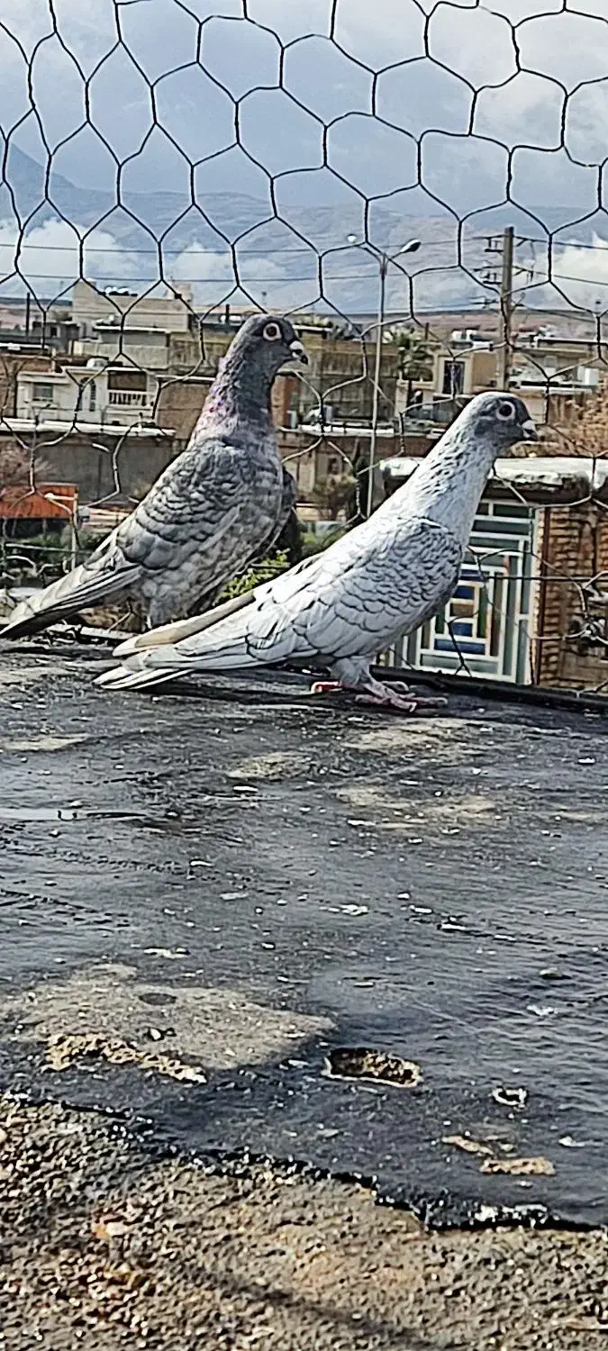 کفتر پلاکی|پرنده|شیراز, کوشک میدان|دیوار