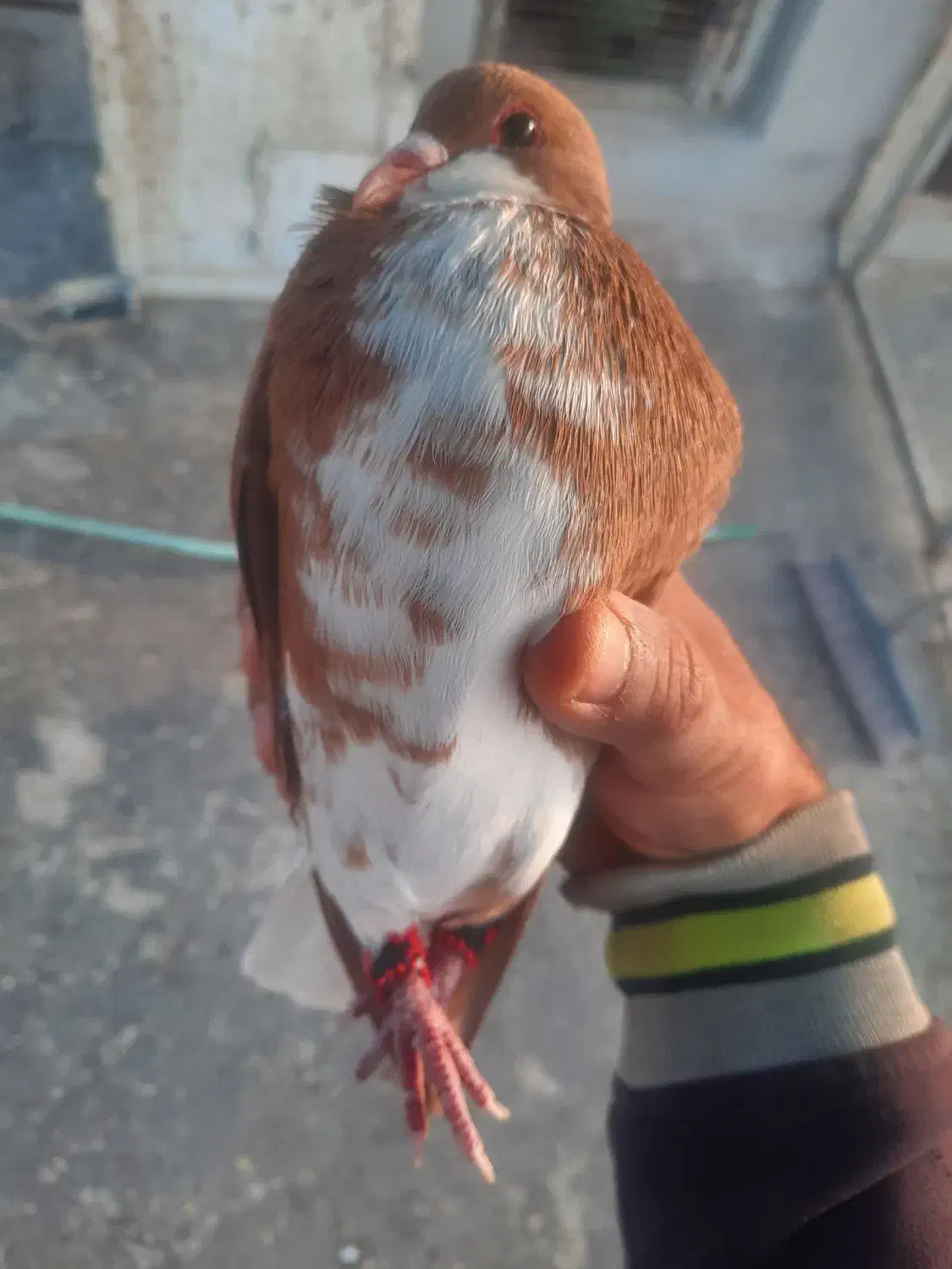 خوشرنگ زرد گلدار نر۴۵۰|پرنده|کازرون, |دیوار