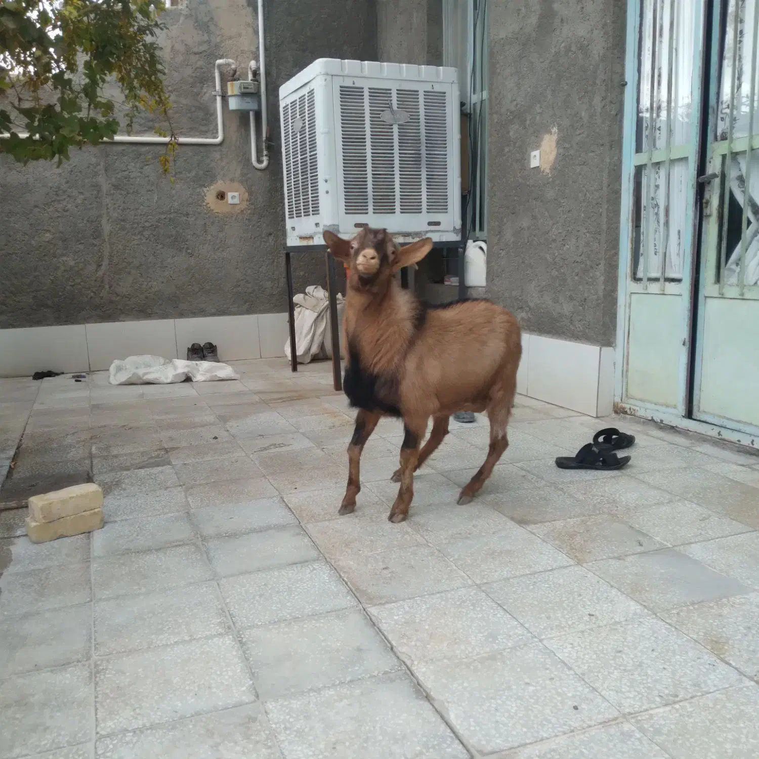 چپش و گیسه های عرب و الپاین فروشی در شهربابک|حیوانات مزرعه|سیرجان, |دیوار