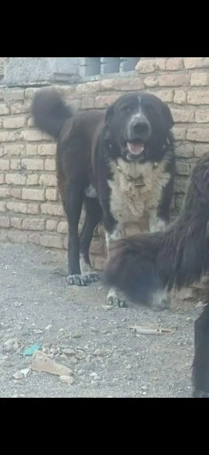 سگ قدرجونی ششدانگ|سگ|قهدریجان, |دیوار