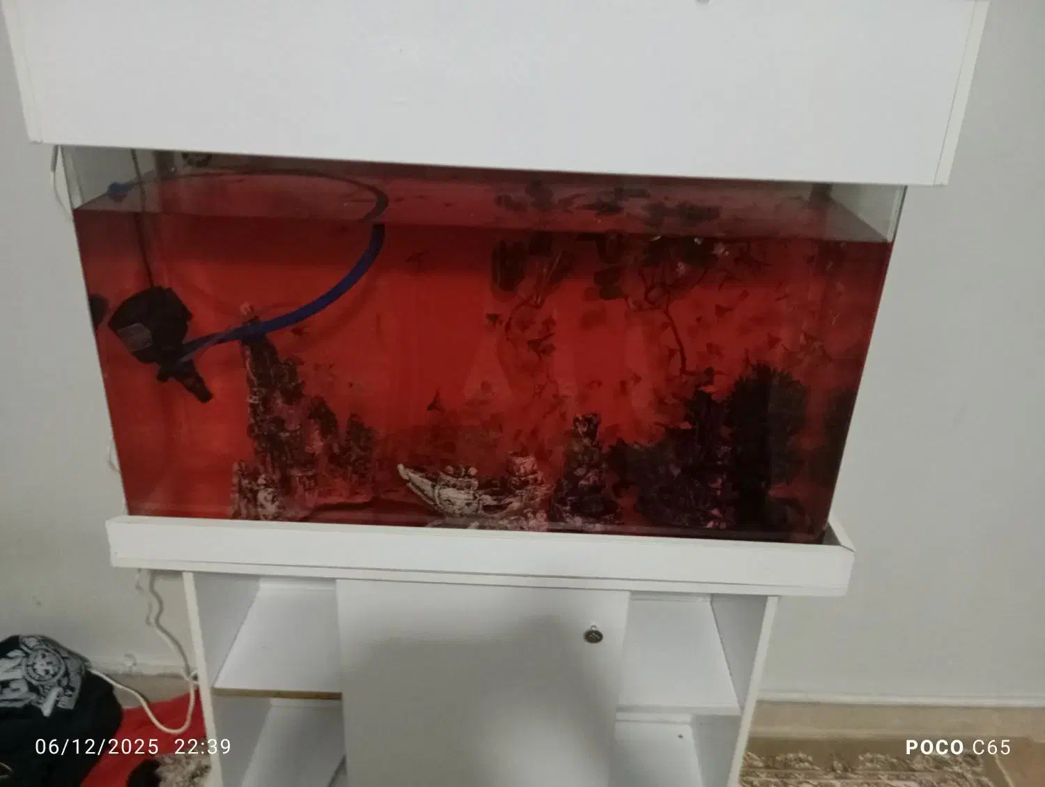 بهترین کیفیت از ما بخواهید|ماهی|هشتگرد, هشتگرد قدیم|دیوار