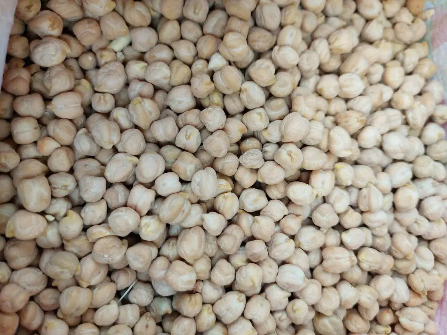 نخود فروشی|عمده‌فروشی|کنگاور, |دیوار