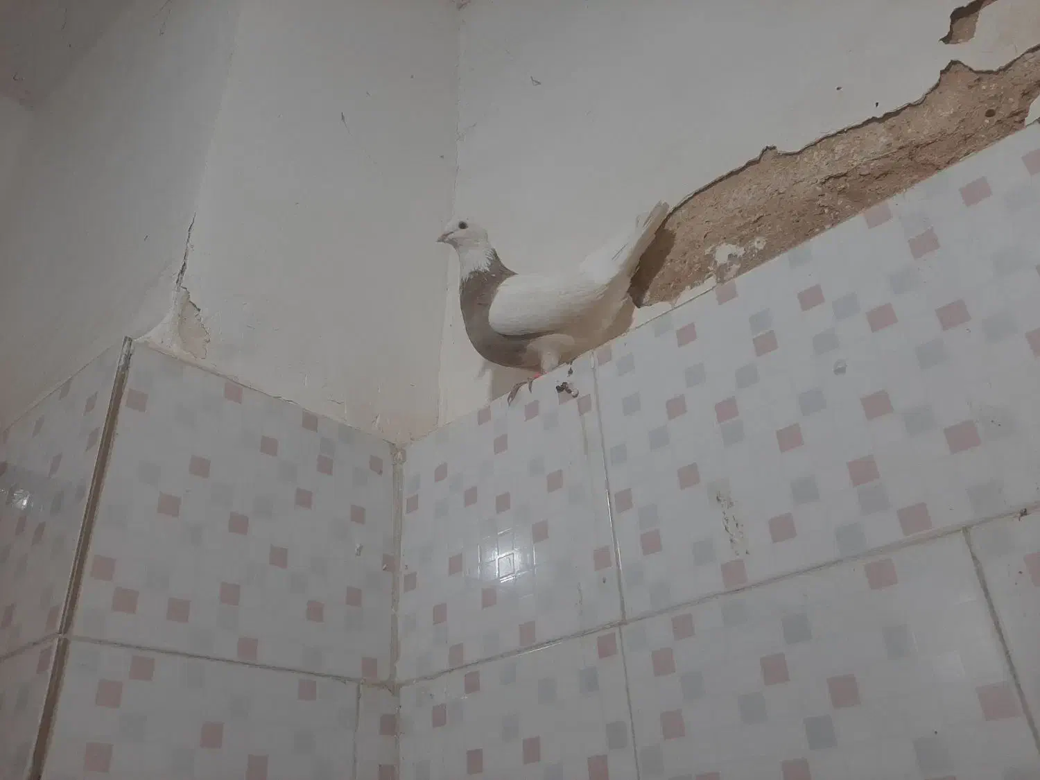 کبوتر طوقی|پرنده|مسجد سلیمان, |دیوار