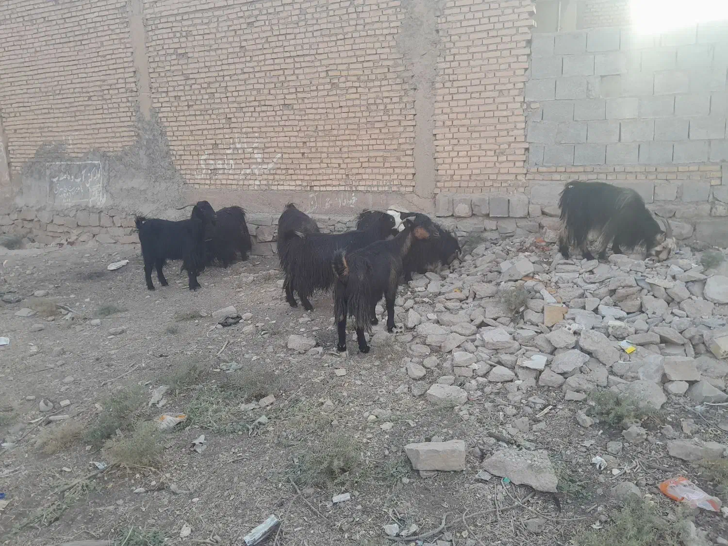 بزنامبروان|حیوانات مزرعه|شوشتر, |دیوار