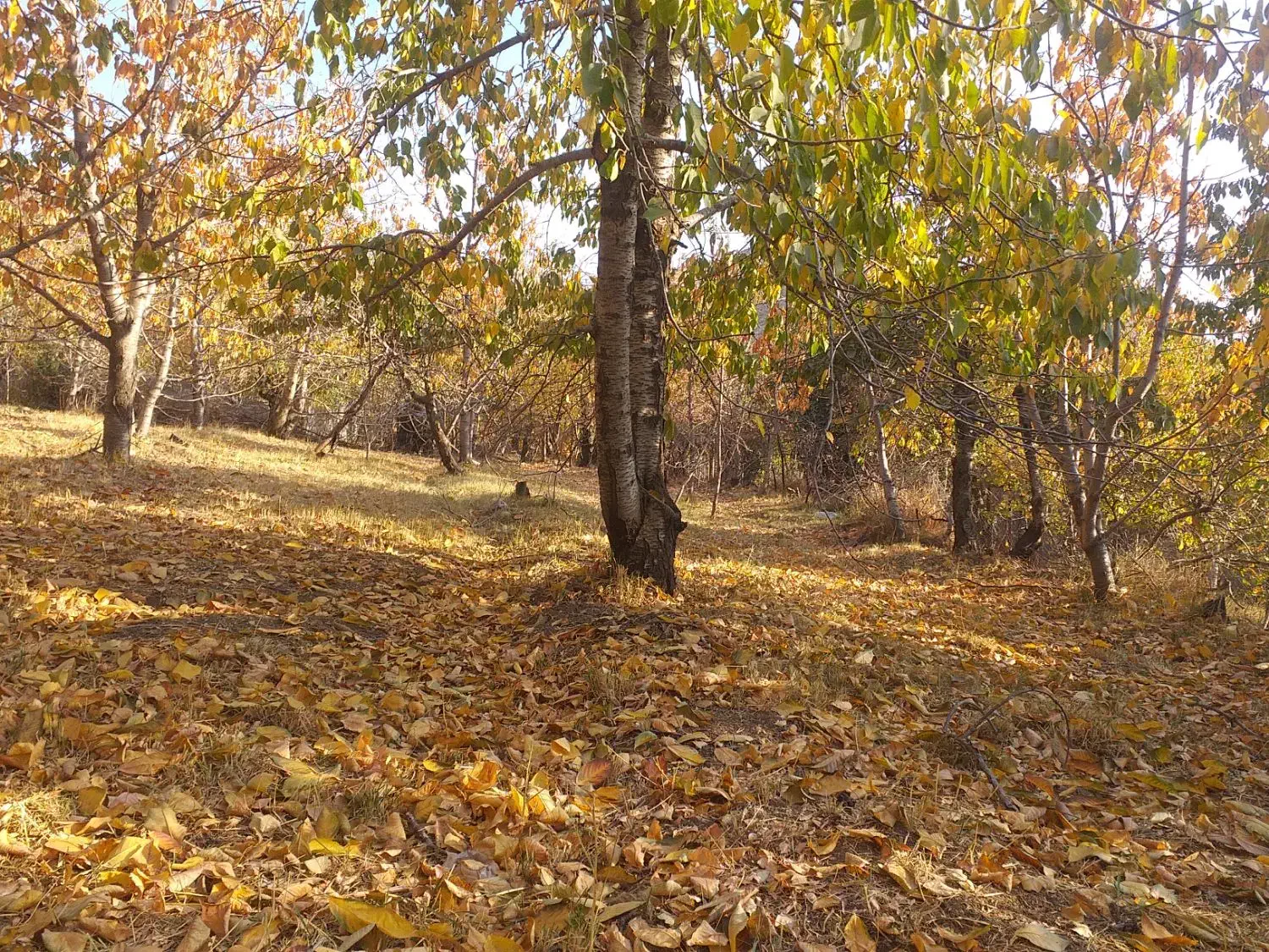 فروش زمین در لواسان کوچک روستایی کند|فروش زمین و ملک کلنگی|لواسان, |دیوار