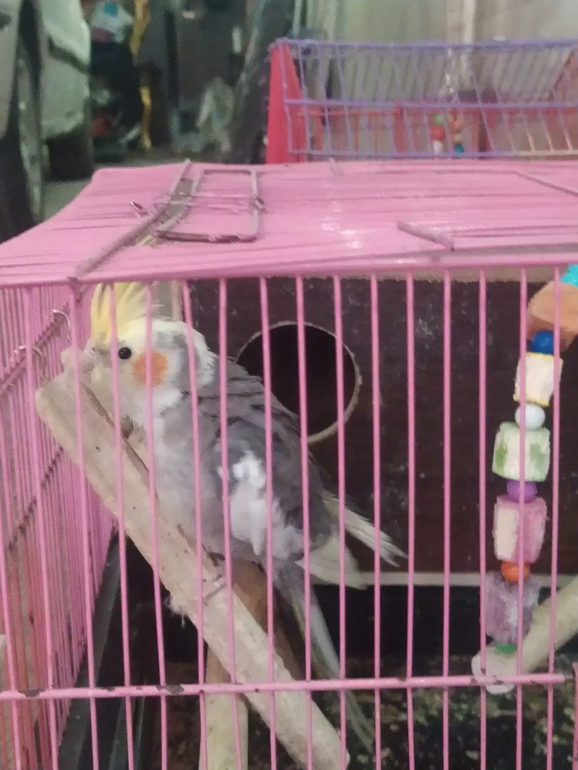 عزوس هلندی نروماده|پرنده|تهران, افسریه جنوبی|دیوار