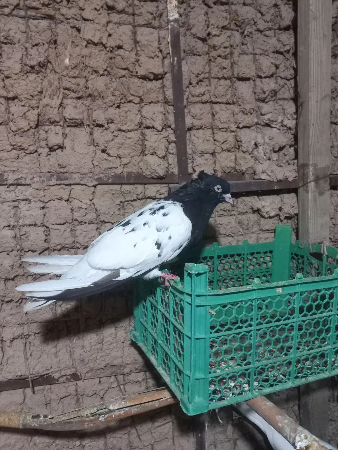 پرنده کله ای ماده|پرنده|اندیمشک, |دیوار