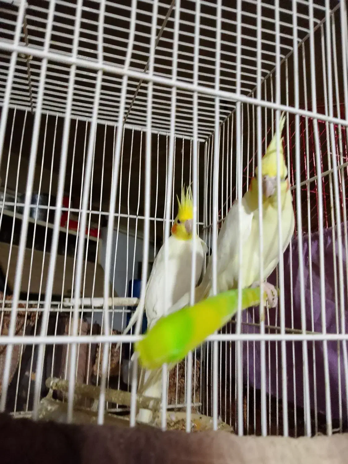 یک جفت عروس هلندی|پرنده|زاهدان, |دیوار