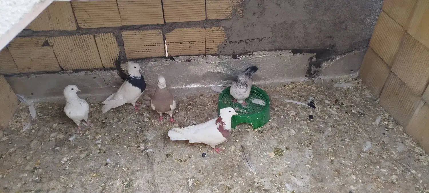 کبوتر طوقی|پرنده|رامهرمز, |دیوار