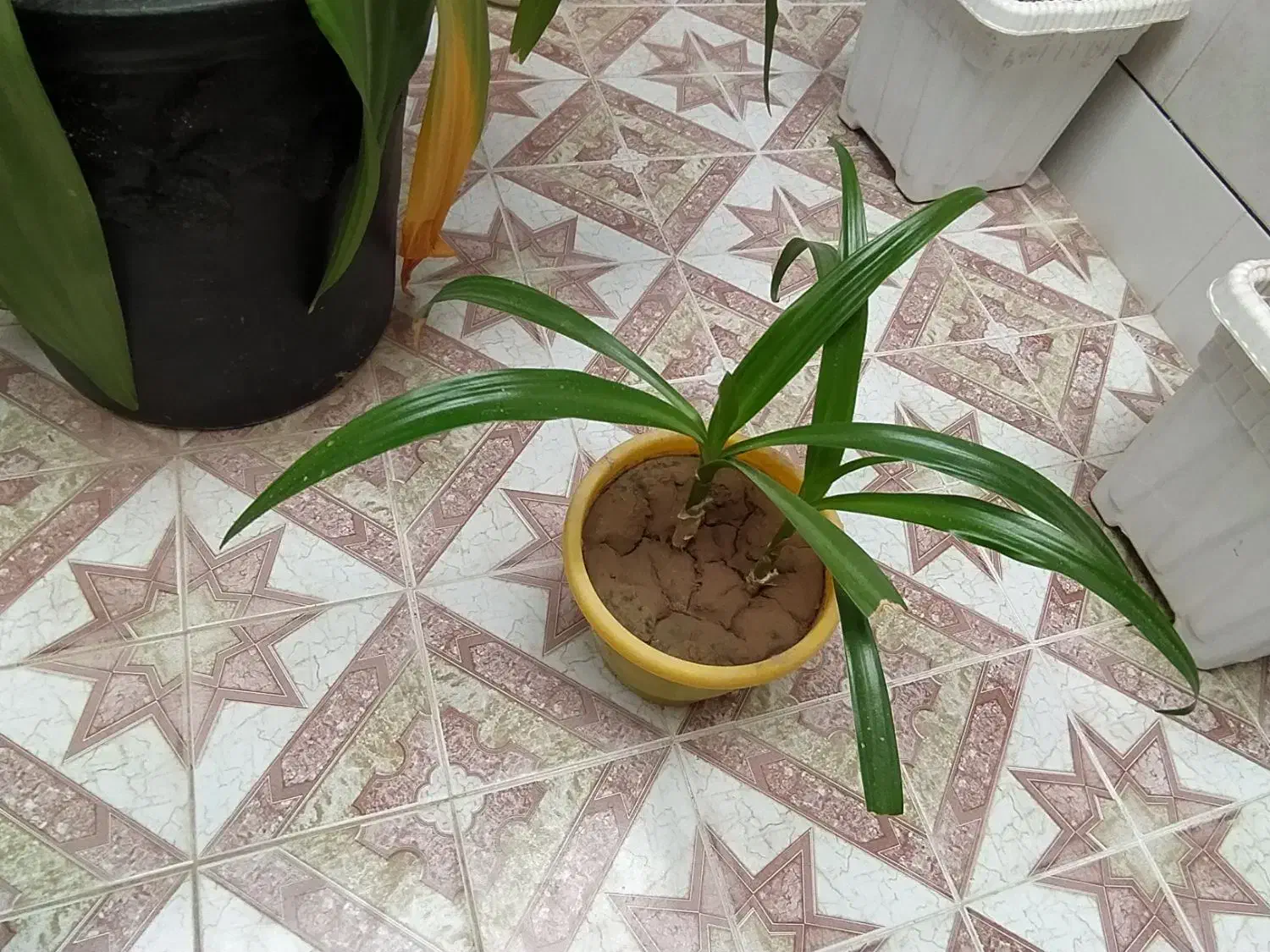 گل اشک ملکه|گل و گیاه طبیعی|خمینیشهر, |دیوار