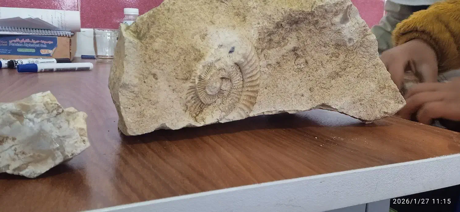 فسیل|کلکسیون اشیاء عتیقه|گنبد کاووس, |دیوار