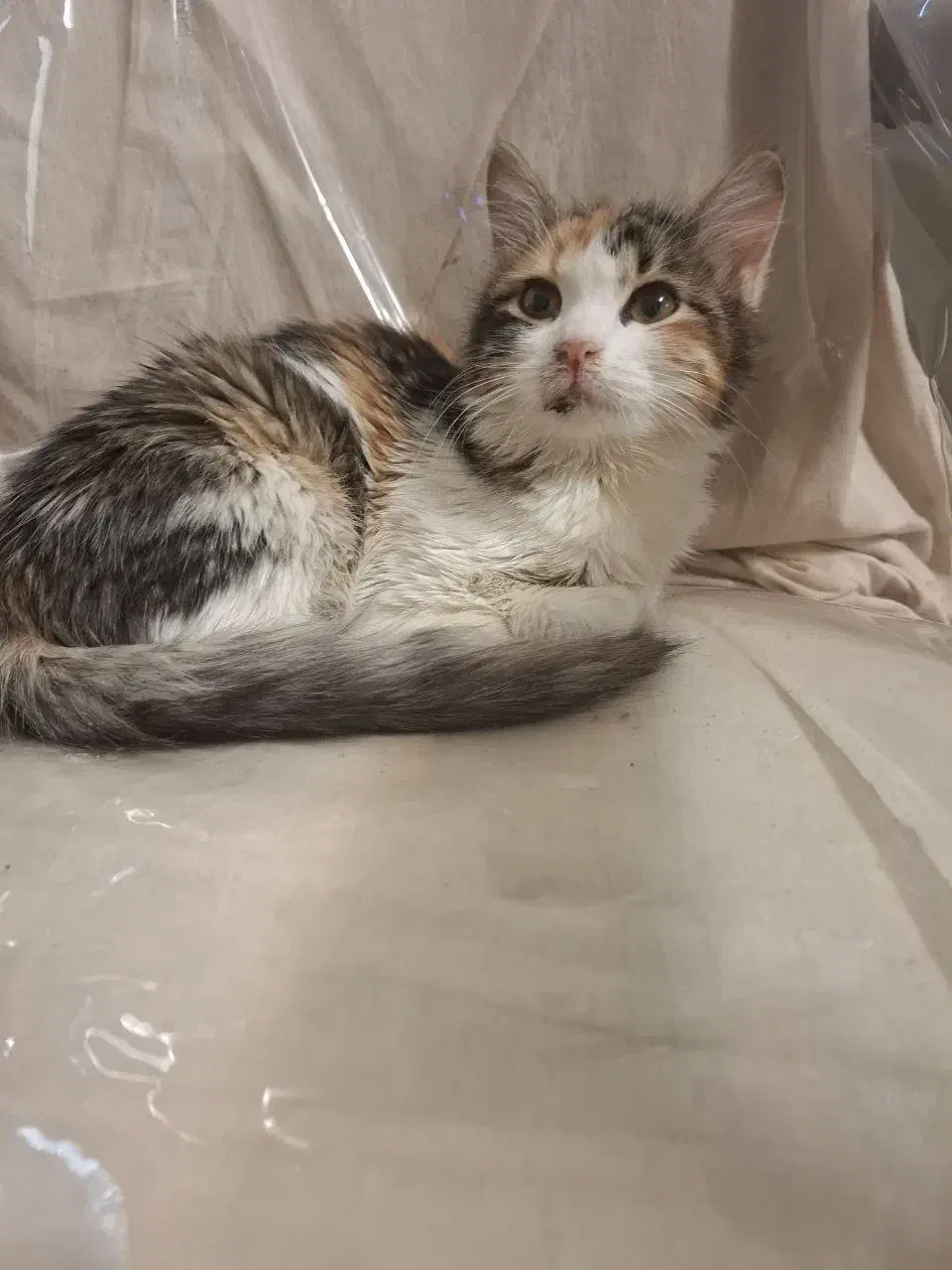 واگذاری سیمبا|گربه|تهران, مختاری|دیوار