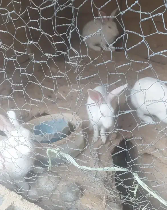 خرگوش 7ماهه|موش و خرگوش|شوشتر, |دیوار