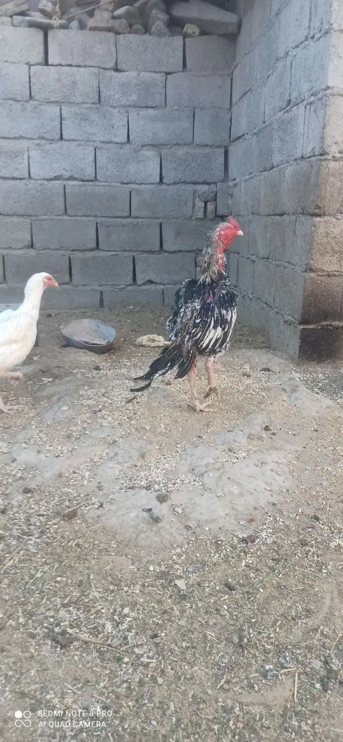 خروس دوساله|حیوانات مزرعه|سراوان, |دیوار