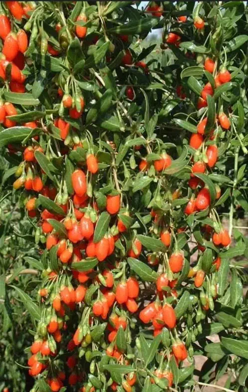 حراج نهال گوجی بری|گل و گیاه طبیعی|تهران, بوستان چیتگر|دیوار