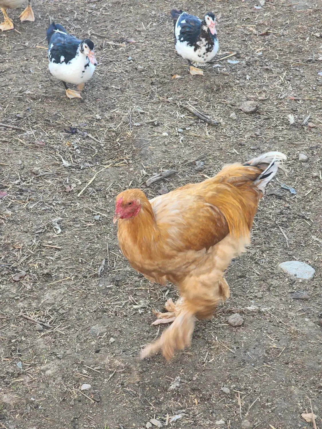 مرغ وخروس برهمااصل|حیوانات مزرعه|شهمیرزاد, |دیوار