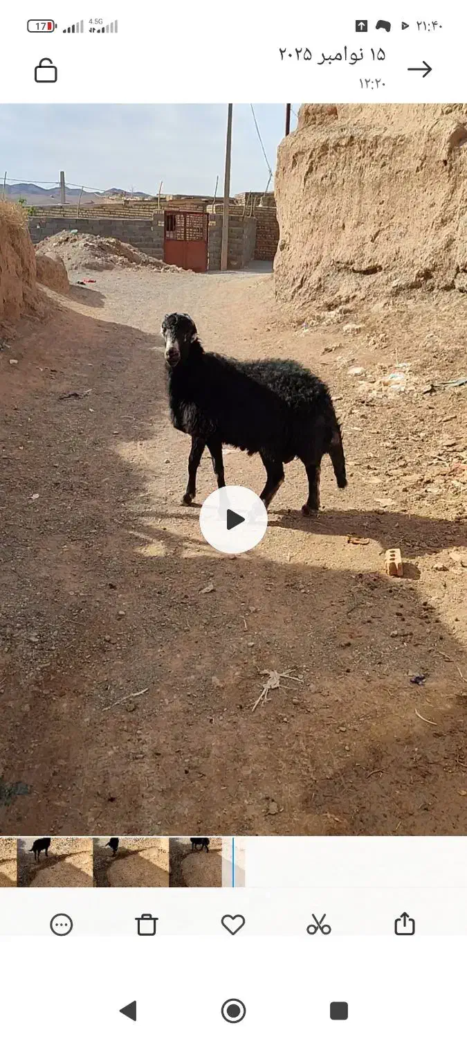 بره قوچ قره چال|حیوانات مزرعه|تربت جام, جلگه موسی آباد|دیوار