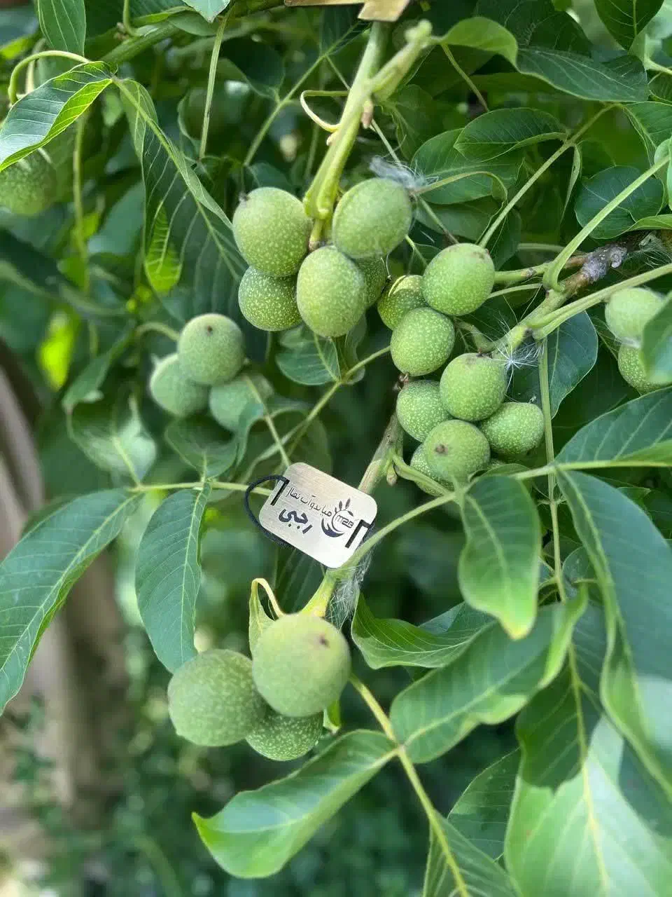 فروش درخت گردو جمال پیوندی شناسه دار و تضمینی|خدمات باغبانی و درختکاری|سی‌سخت, |دیوار