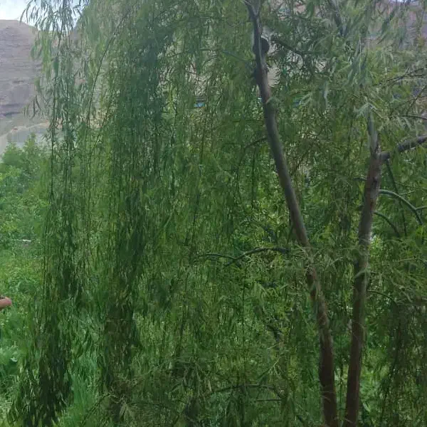 گل زعفران|عمده‌فروشی|مشهد, موسوی قوچانی|دیوار