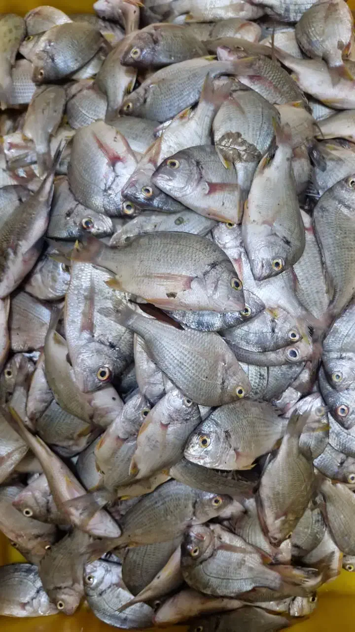 ماهی|ماهی|قشم, |دیوار