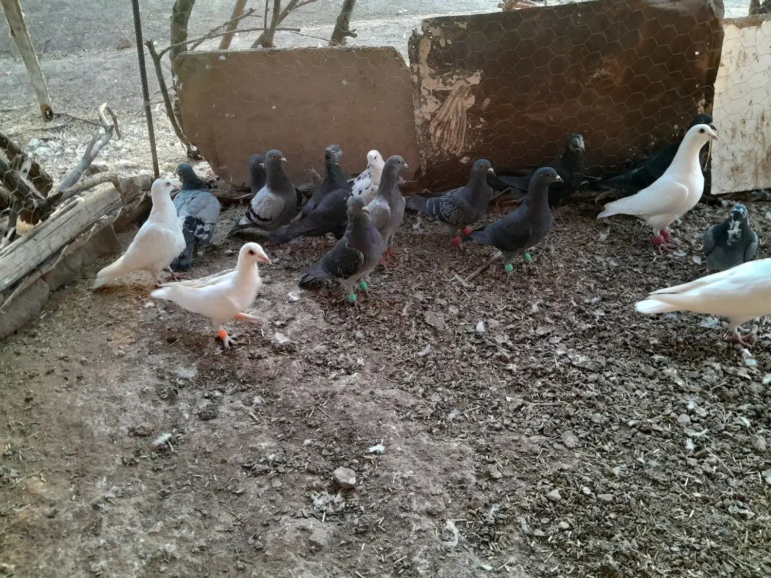 کبوتر|پرنده|تربتحیدریه, باغ سلطانی|دیوار