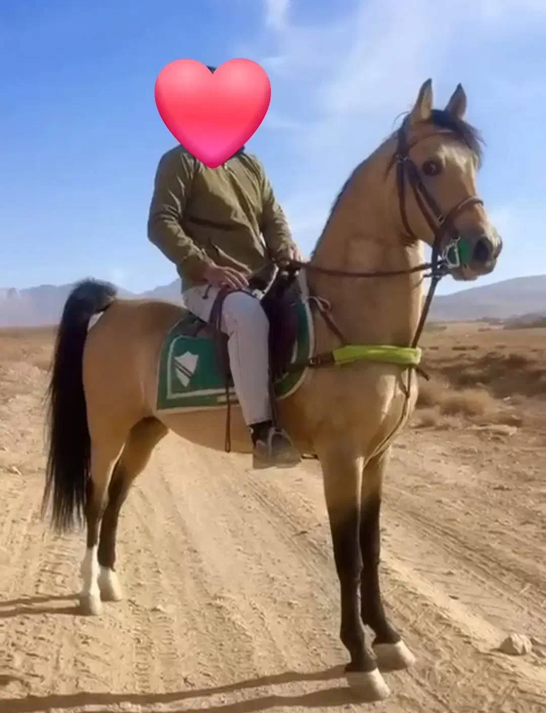 اسب دره شوری|اسب و تجهیزات اسب‌سواری|شهرکرد, |دیوار