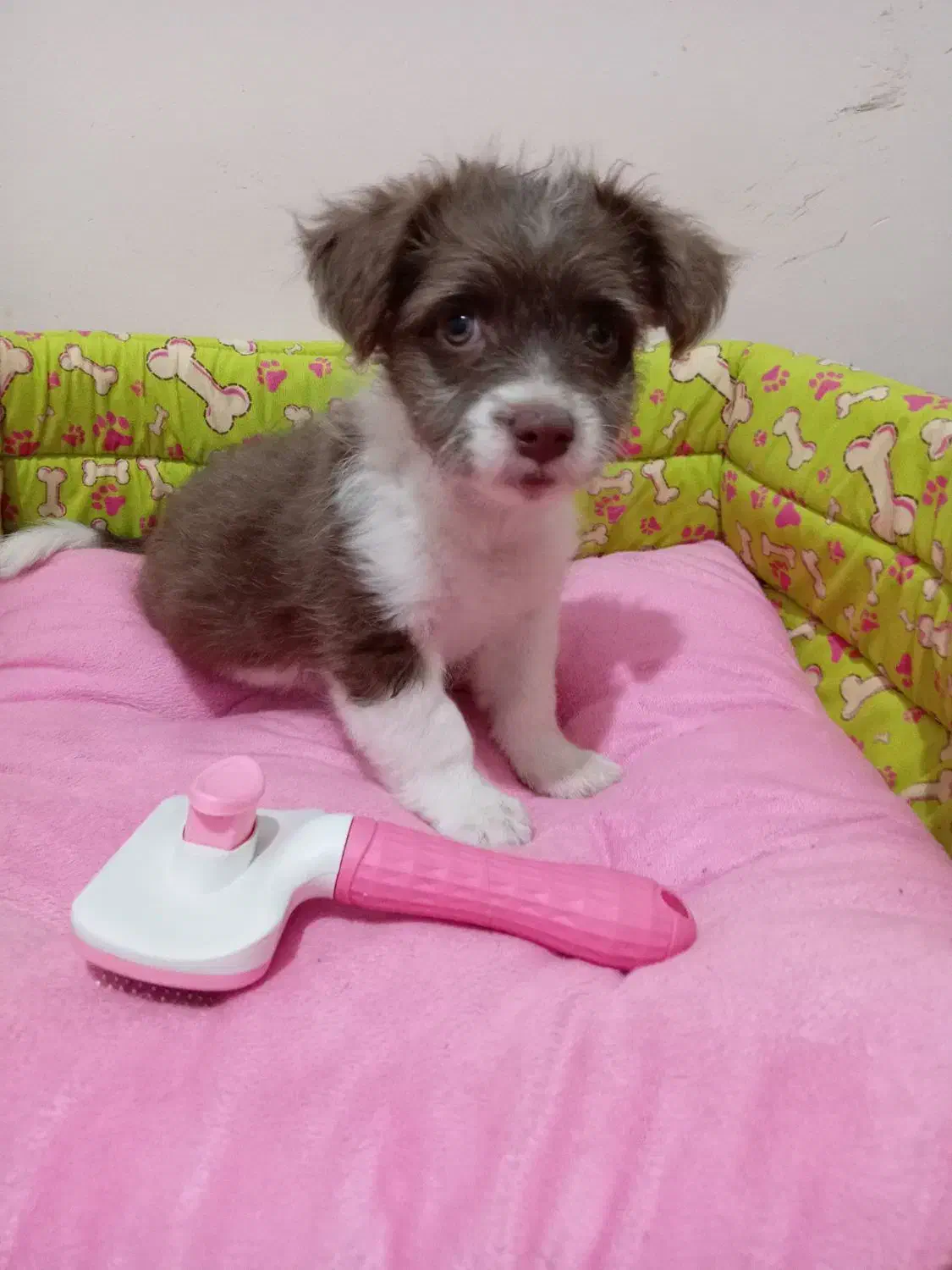 توله شیتزو اشپیتز|سگ|مشهد, شاهد (شهرک غرب)|دیوار