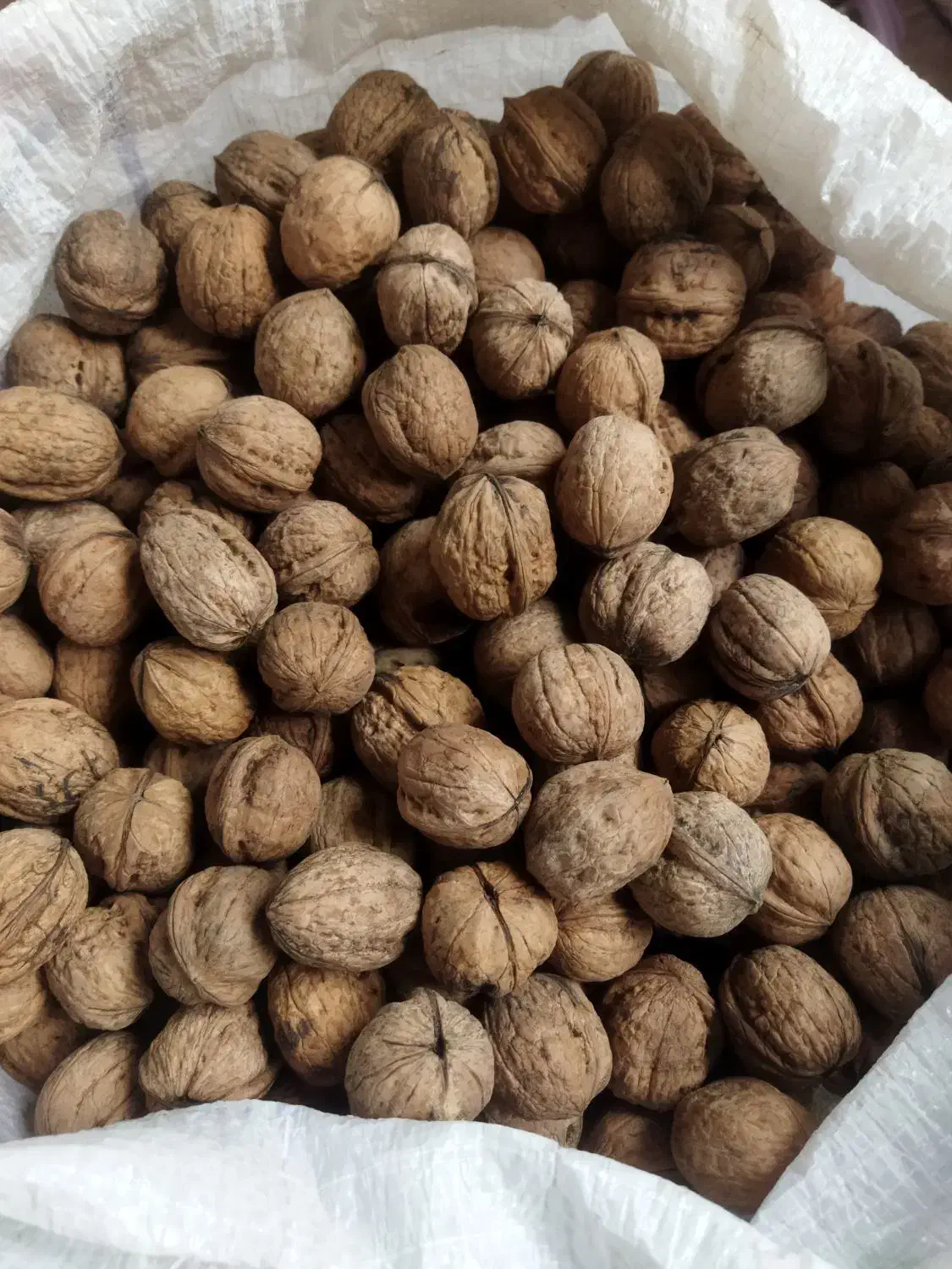 گردو محلی ییلاق درجه یک|خوردنی و آشامیدنی|رضوانشهر, |دیوار