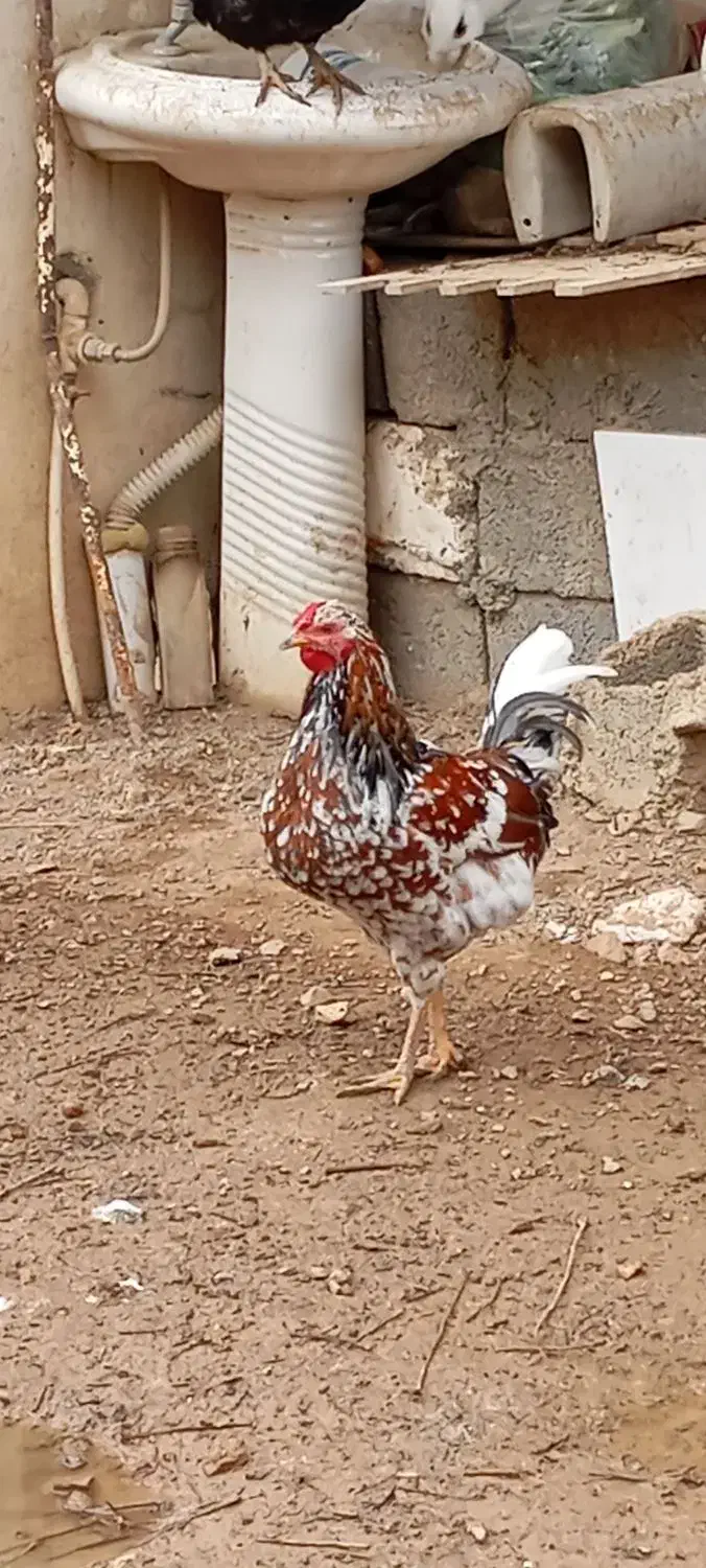 تابلو|تابلو فرش|سنندج, |دیوار