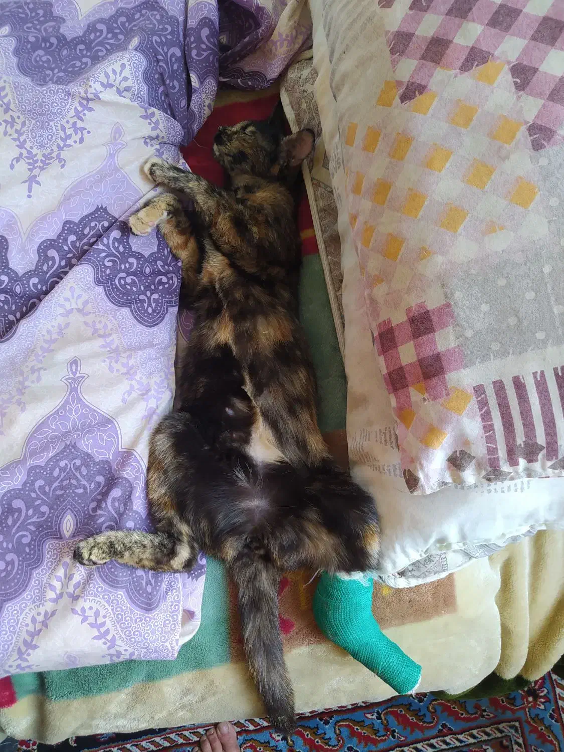 سلام وادب ۴تا بچه گربه واگذار می‌شود|گربه|مشهد, هنرور|دیوار