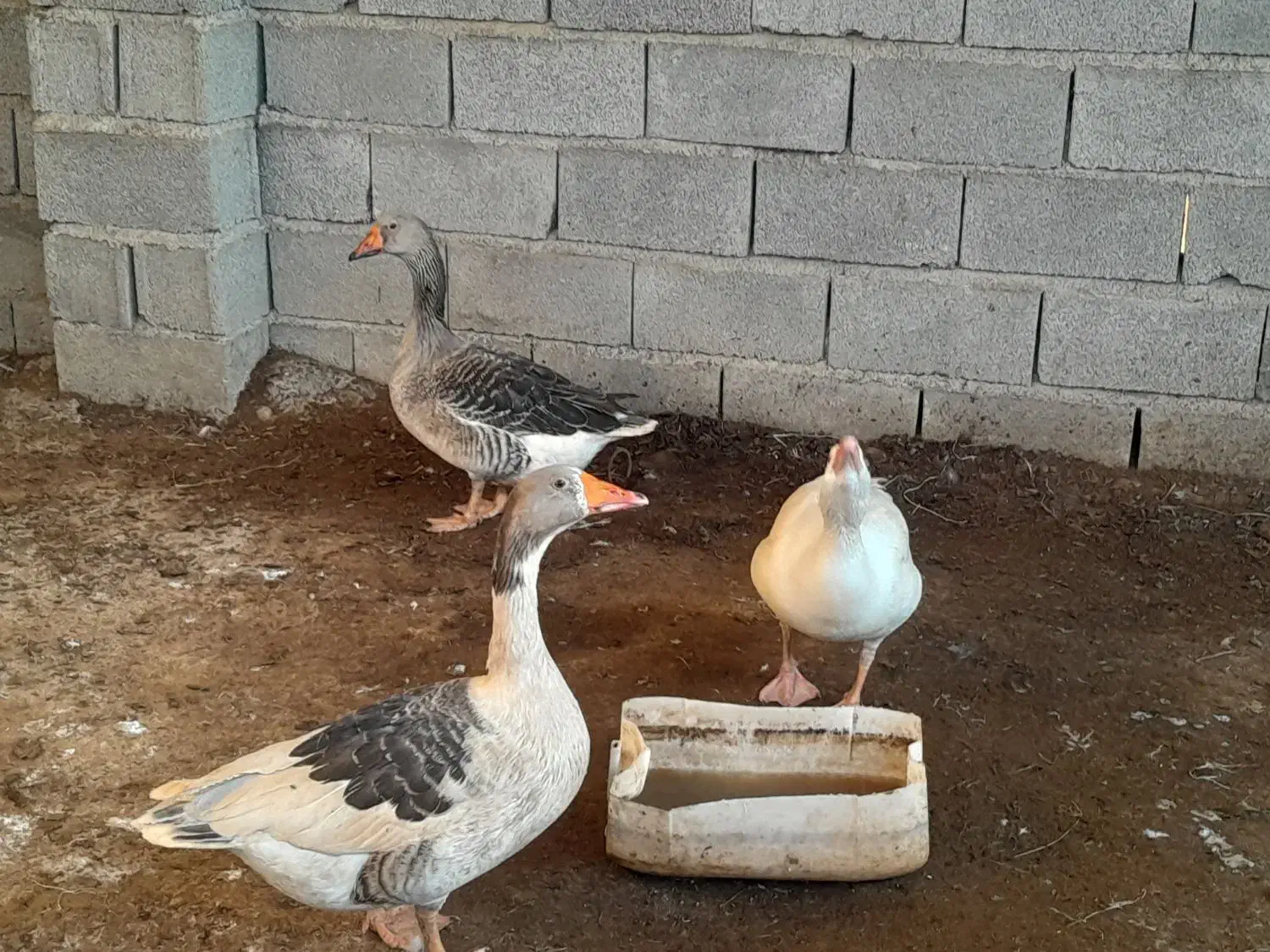 غازنروماده بالغ|حیوانات مزرعه|گنبد کاووس, |دیوار