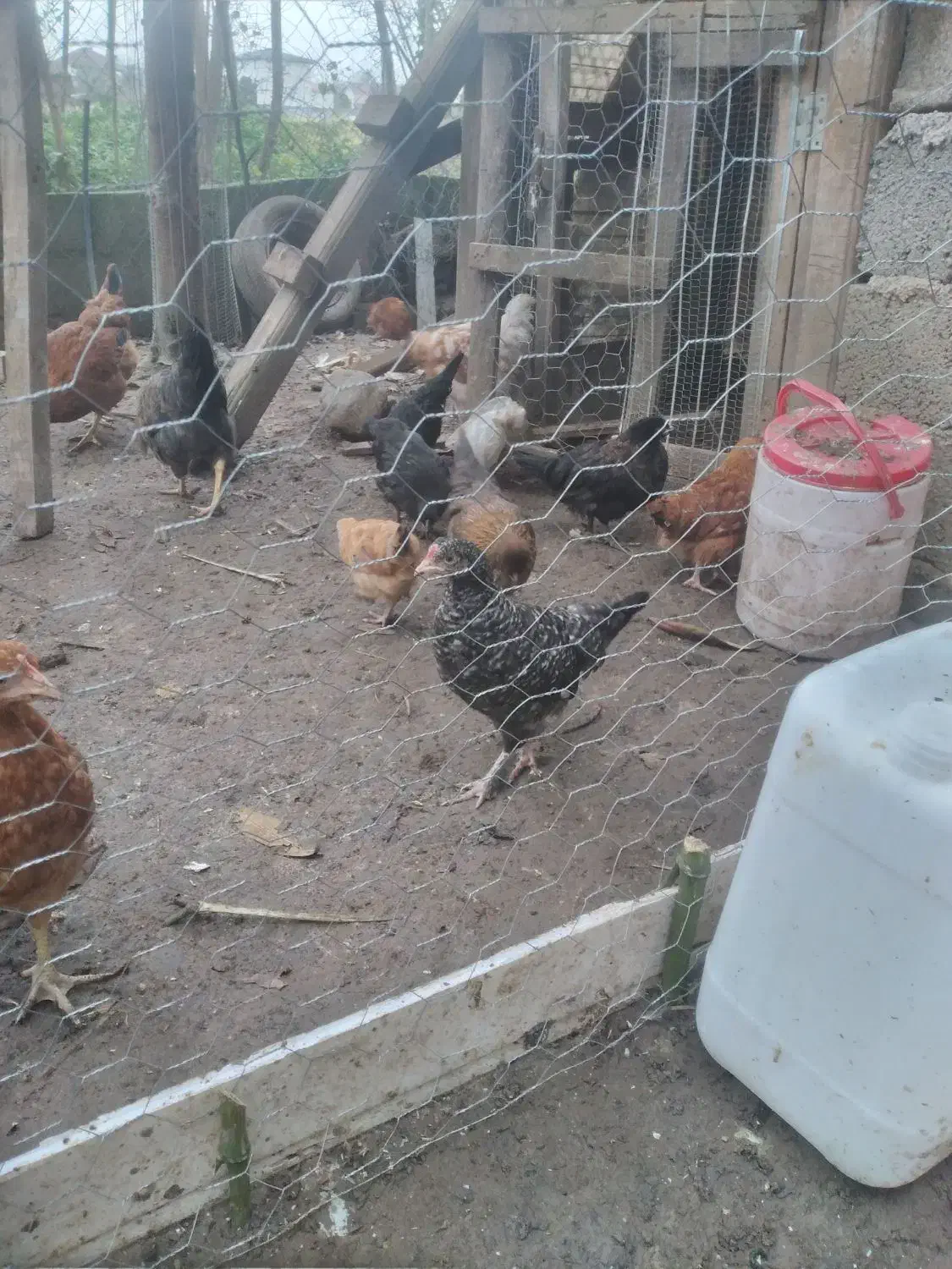 جوجه کوشین|حیوانات مزرعه|رودسر, |دیوار