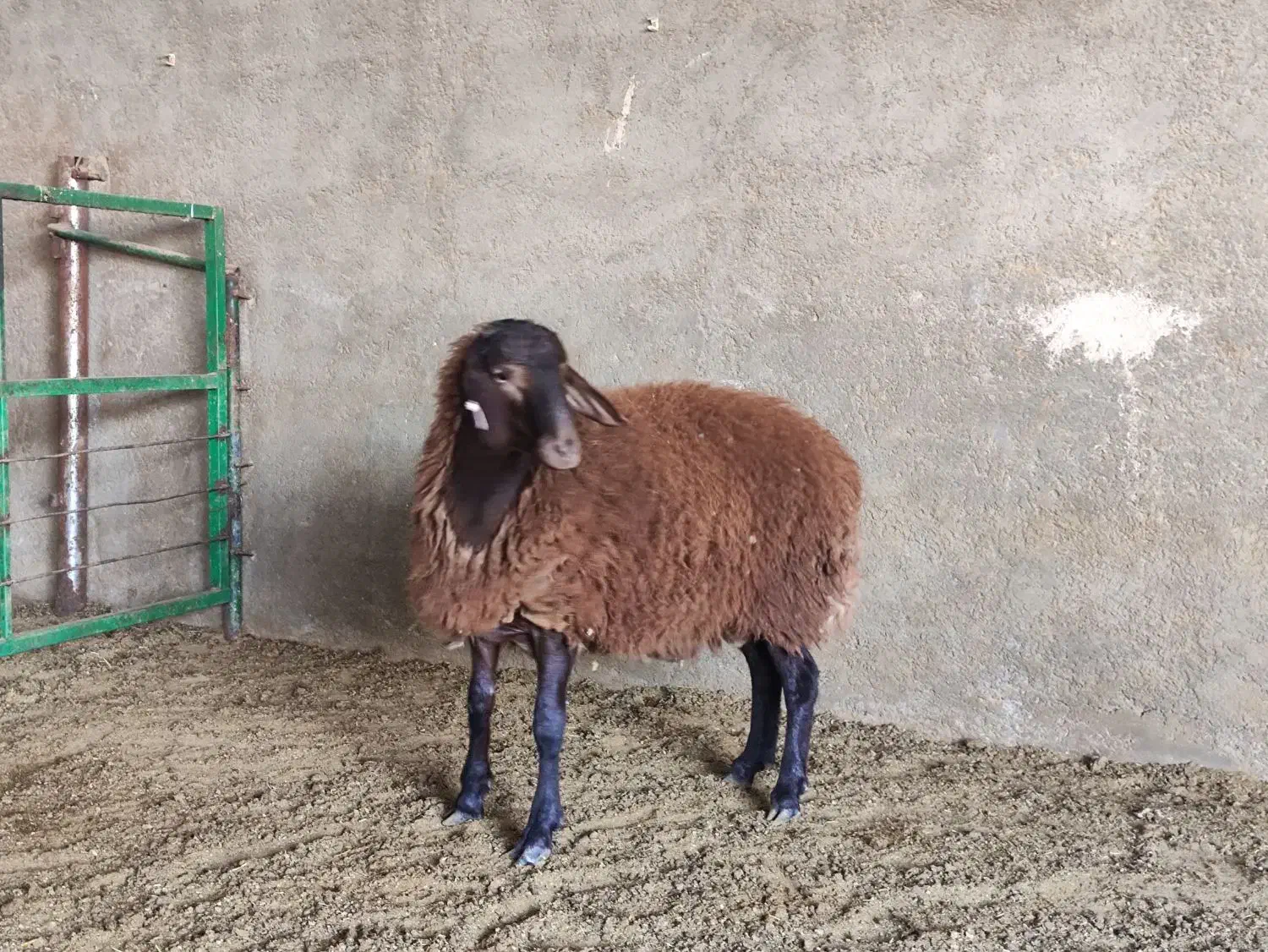 قوچ همو ۸ ماهه|حیوانات مزرعه|تهران, مشیریه|دیوار