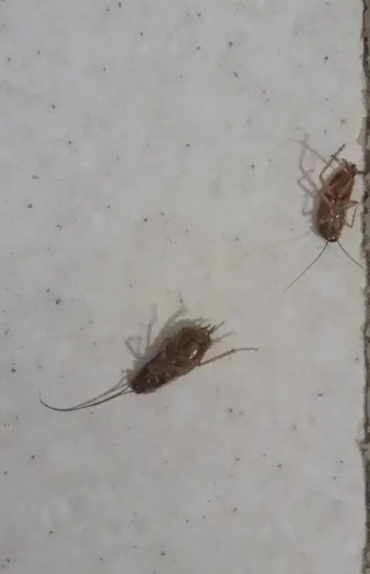 محلول سوسک کش تضمینی|لوازم نظافت|بندرعباس, |دیوار